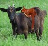 goat2ride_edited.jpg