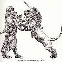 Lion4
