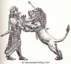 Lion4